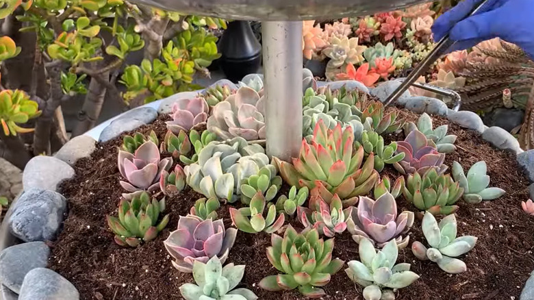 A woman carefully adds succulents to her planter.