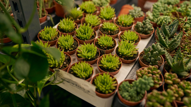 Succulents in nursery pots