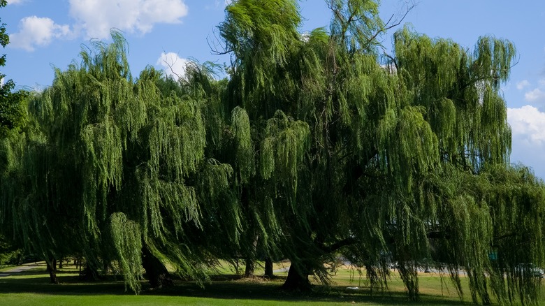 A copse of large green weeping willow trees on a green lawn with a blue sky