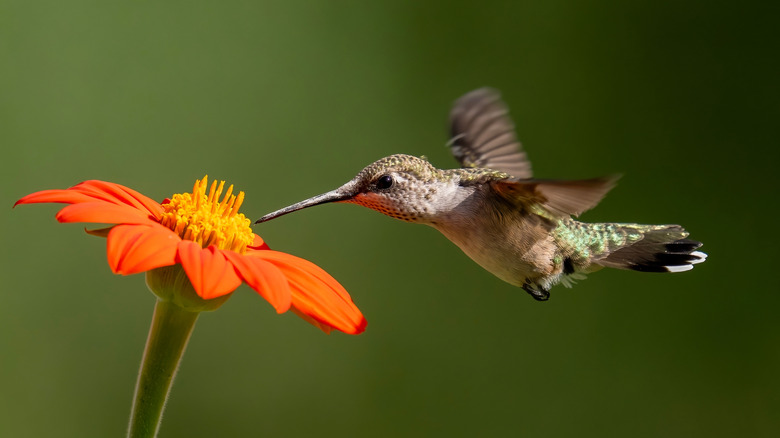 A hummingbird visits a bright orange and yellow Mexican sunflower.