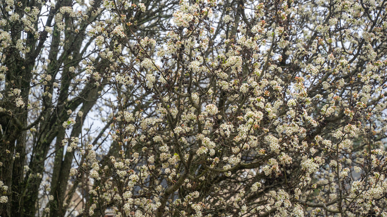 Dense Bradford pear branches in bloom