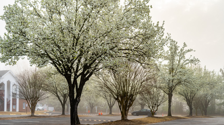 Bradford pear trees in bloom in a parking lot