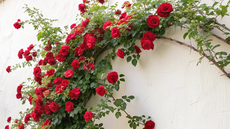 Red roses climb a trellis.