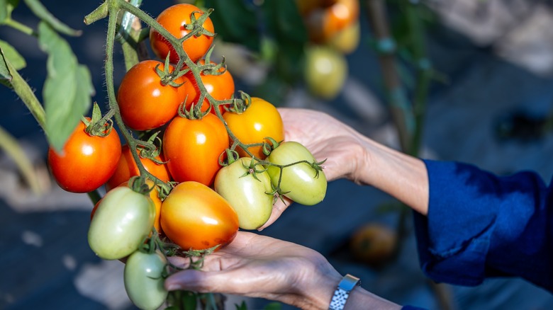 A hand holds tomatoes growing on the vine.