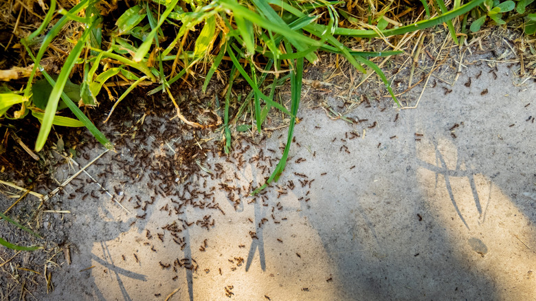 Ants are swarming along the border between a lawn and pavement.