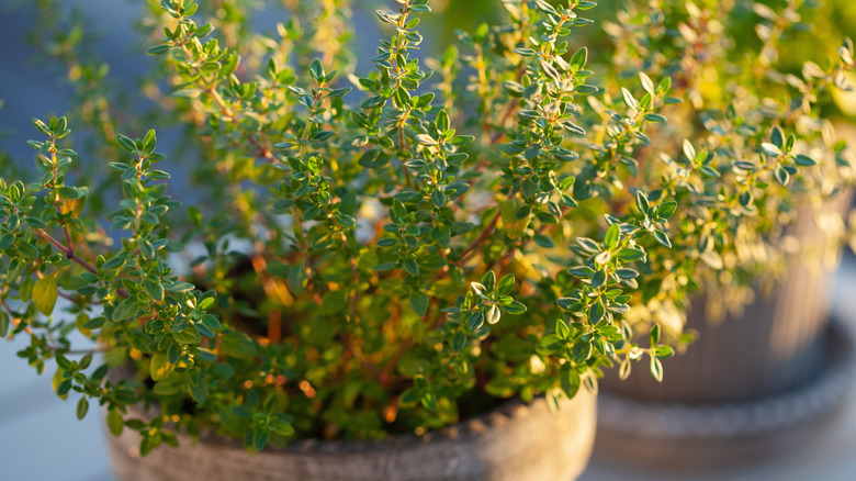 A thyme plant is being grown in a small pot.