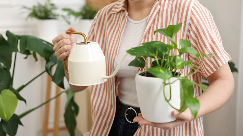 A woman waters her pothos plant.