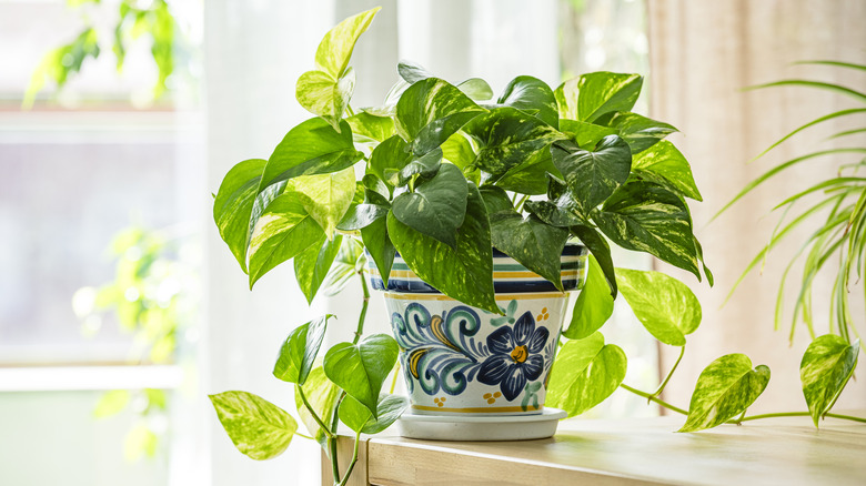 A flourishing variegated pothos grows in a pot in a bright room.