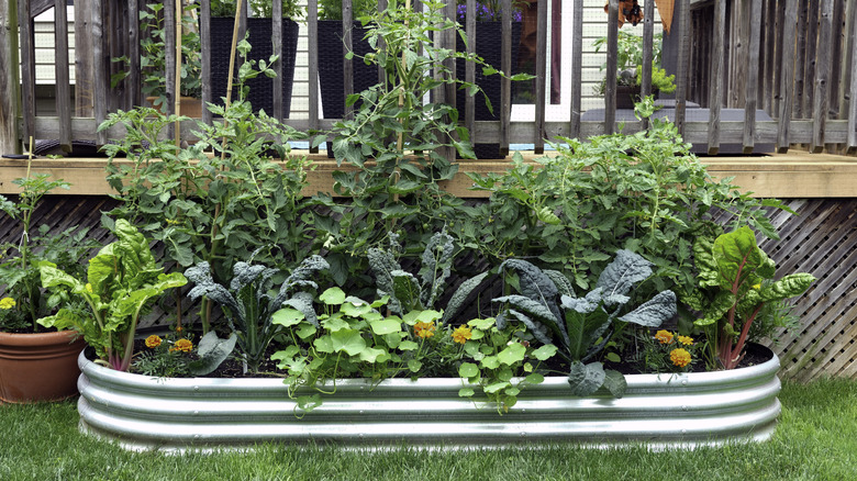 Vegetables flourish in a raised bed.