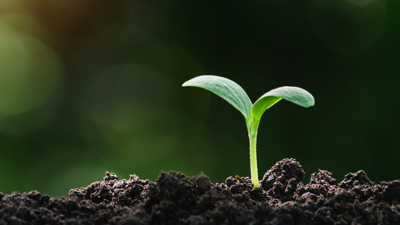 A small sprout could be adversely affected by caffeine