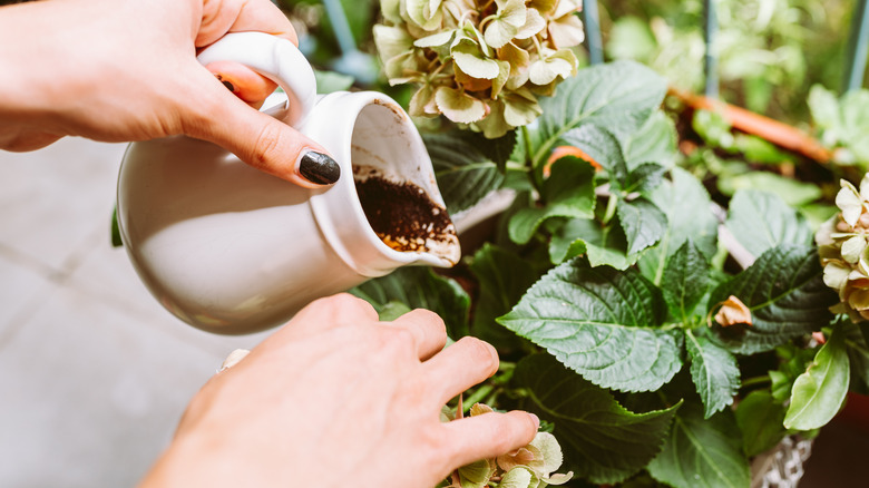 Coffee grounds are poured on a hydrangea
