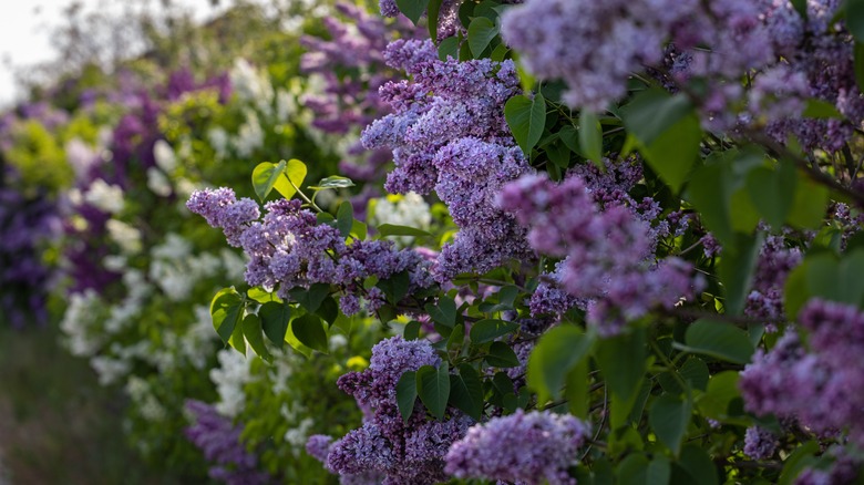 Lilac shrubs prefer alkaline soil