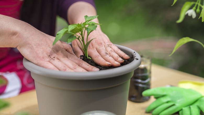 Close up of a woman's hands planting a plant in a gray plastic pot with garden tools in the background