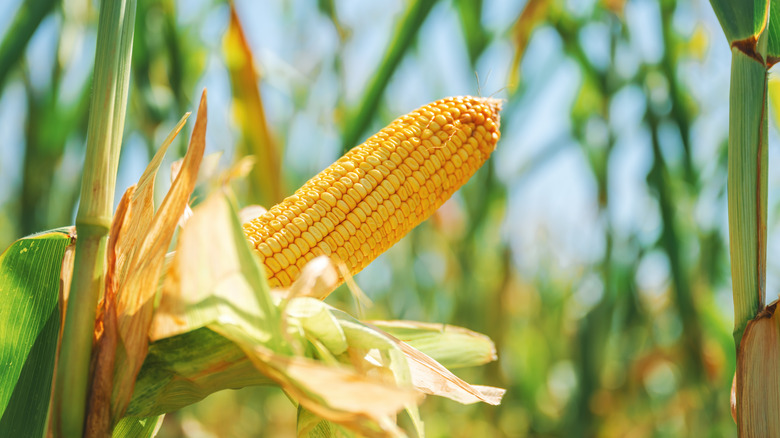 An ear of corn sits unsheathed on the plant in a field of corn.