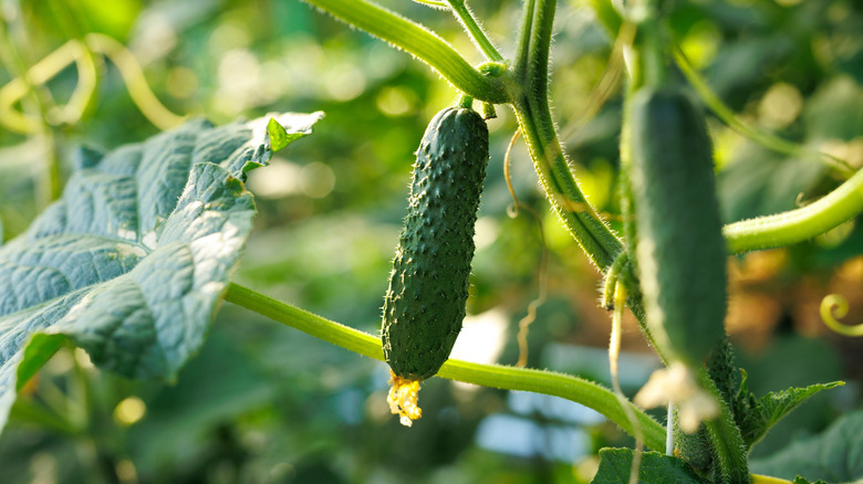 Cucumbers grow on the vine.