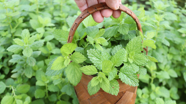Man holds a basket of mint.