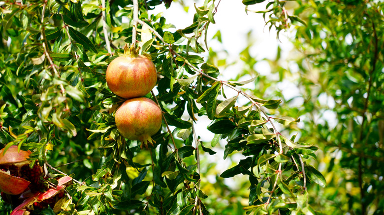Pomegranates grow on a tree.