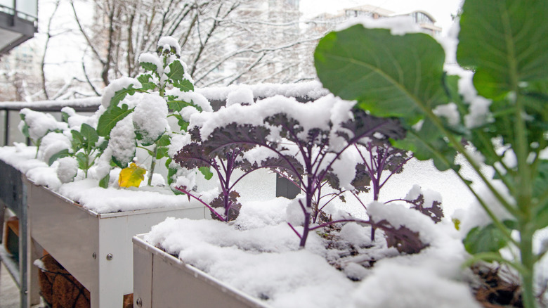 kale, broccoli, and other plants grow in snow-covered raised beds on a deck