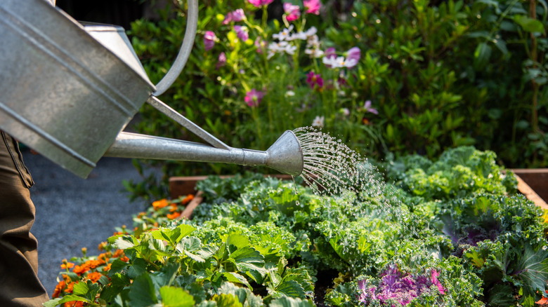 A person uses a watering can to water lettuce and other crops.