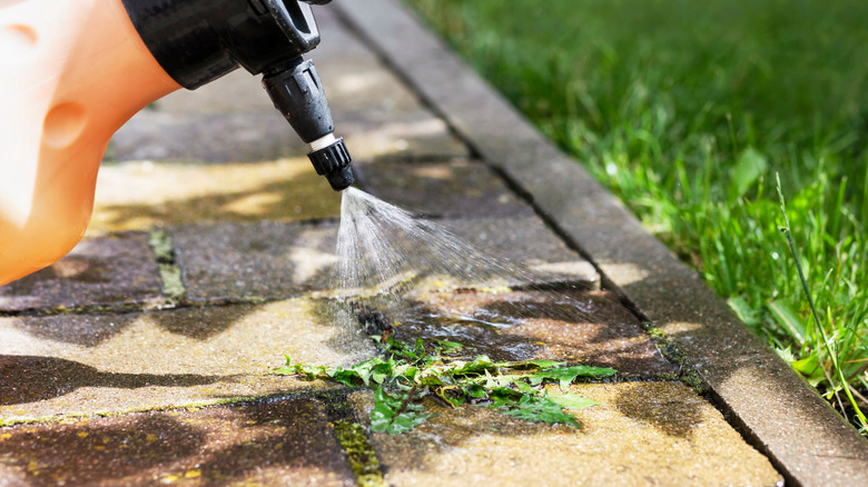 An herbicide is sprayed on a weed in a sidewalk crack.