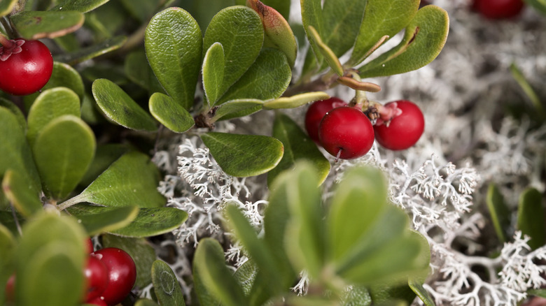 A close-up picture shows the green leaves and red berries of the bearberry.