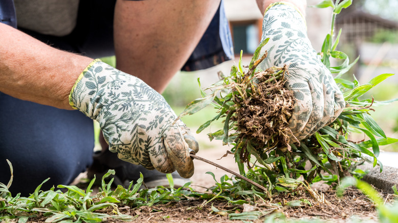 Someone in green and white patterned gloves digging up weeds from a garden.