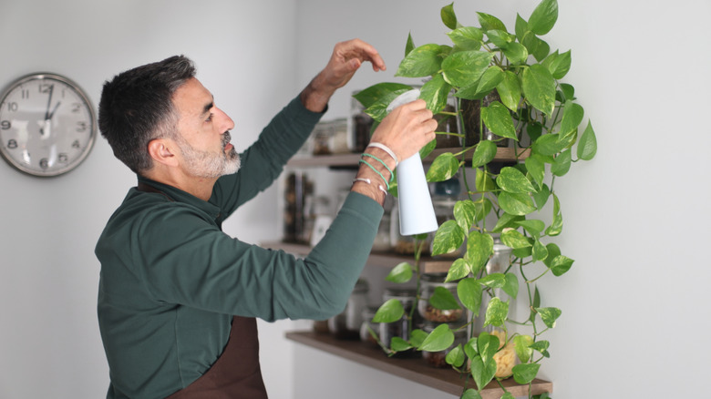 Man sprays his pothos plant with water.