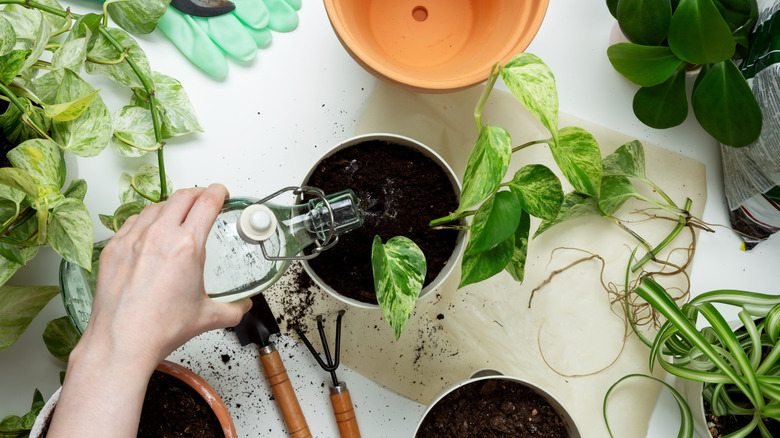 Woman waters a pothos plant.