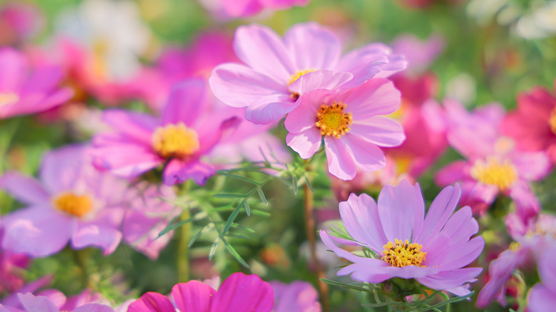 Light pink cosmos with yellow centers are in focus in the foreground, with more flowers of varying shades of pink blurred in the background.