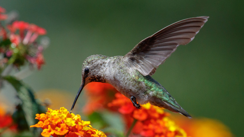 A hummingbird hovers over a yellow and orange flower, drinking from the blooms.