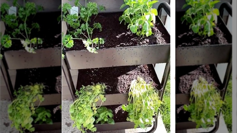 An old rolling cart is planted with different herbs.