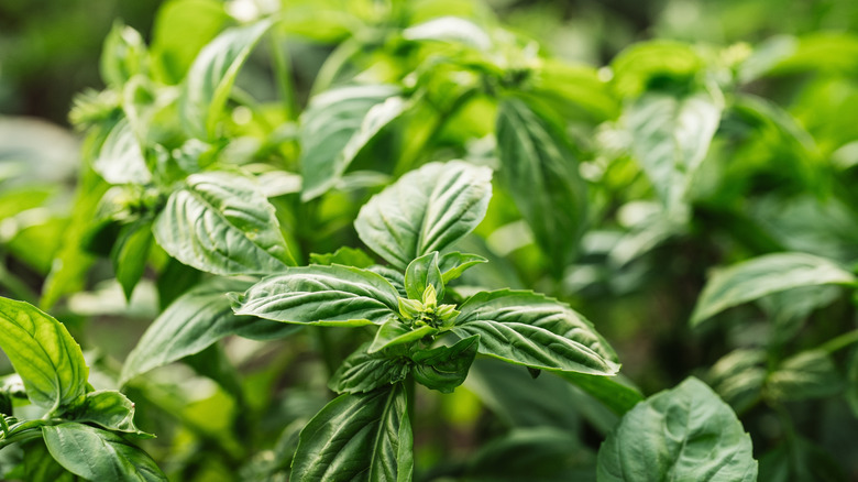 Healthy basil thrives.