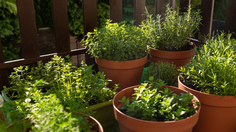 Pots of herbs grow on a patio.