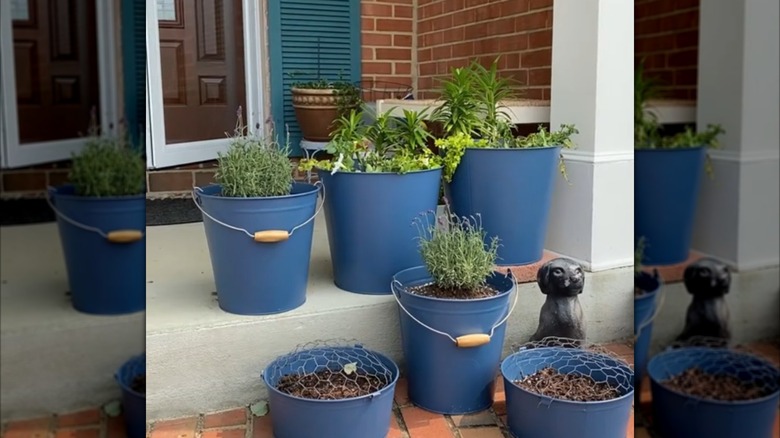 A variety of herbs grow in blue metal buckets on porch steps.