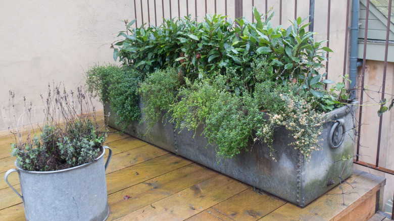 Herbs grow in metal planters.