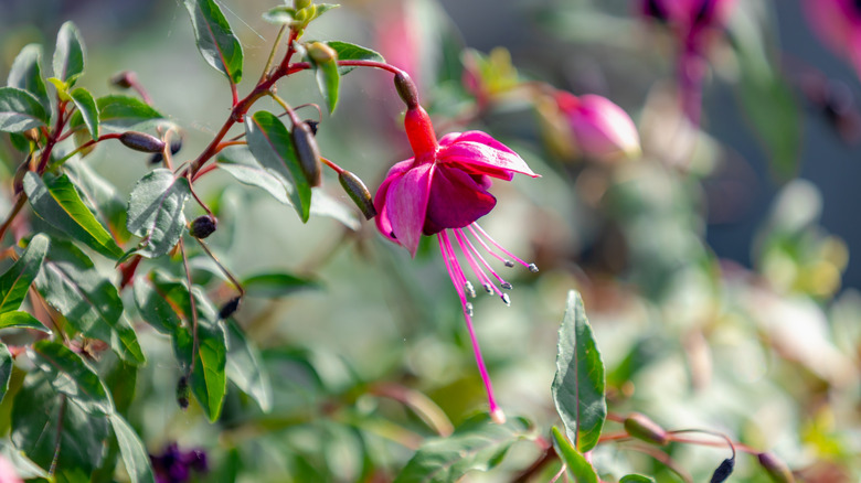 Hardy fuchsia blooms in a garden.