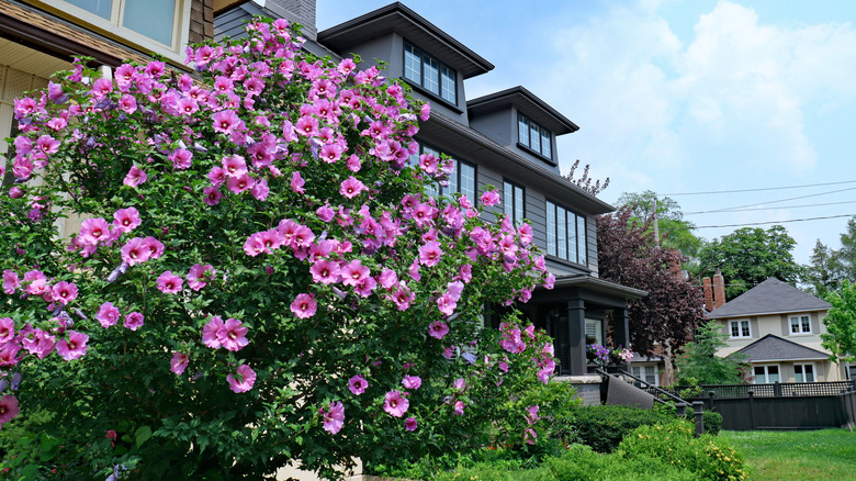 A rose of Sharon thrives in a yard and blooms with purple flowers.