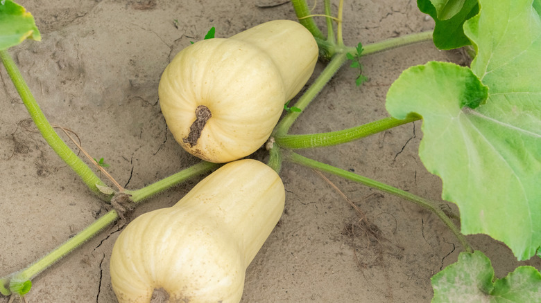 Butternut squash ripens on the vine.