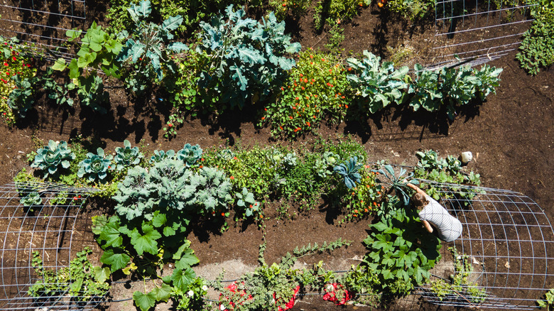 An overhead picture shows a woman working in a productive vegetable garden.