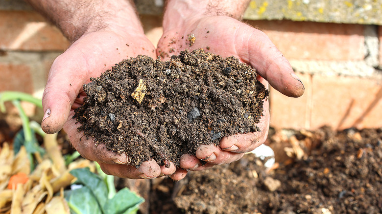 A gardener holds up a handful of finished compost.