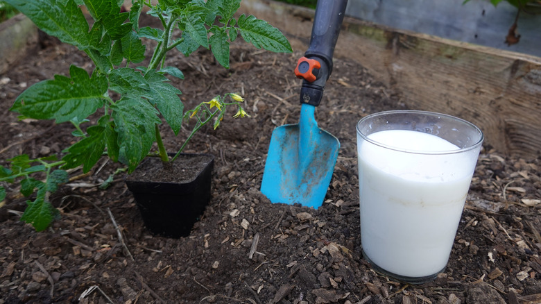 A glass of milk is in a garden next to a tomato plant.