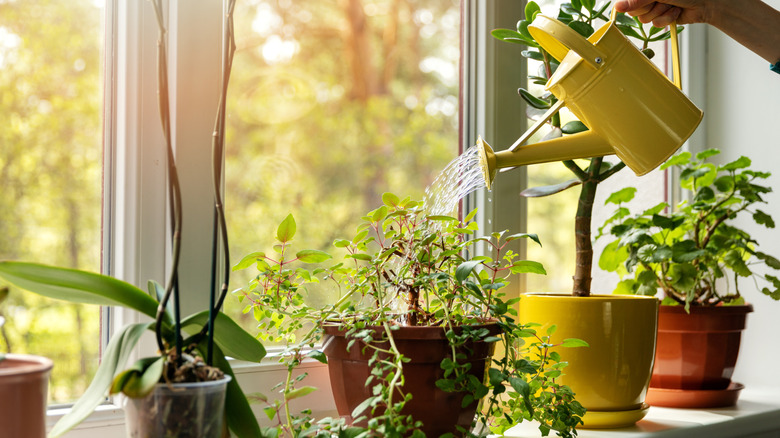 A person waters houseplants.