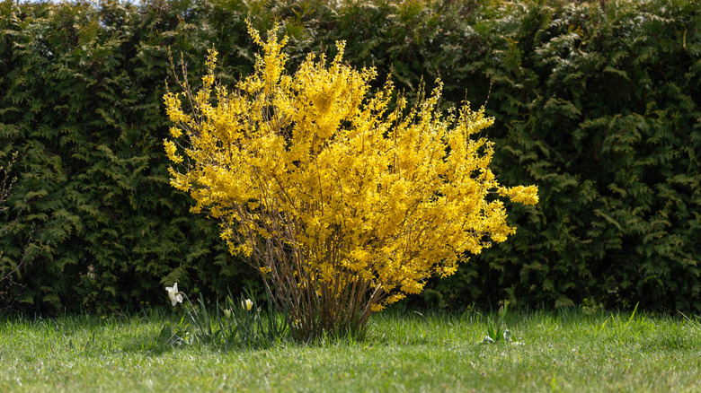 A forsythia blooms with daffodils planted below it.