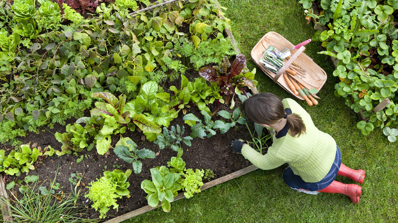 Bird's eye view of woman planting vegetables in a raised garden bed.