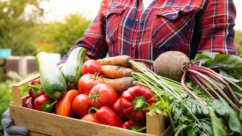 Gardener holds crate full of freshly-picked vegetables.