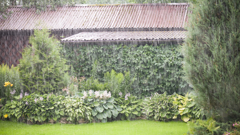 A lush garden is in torrential rain.