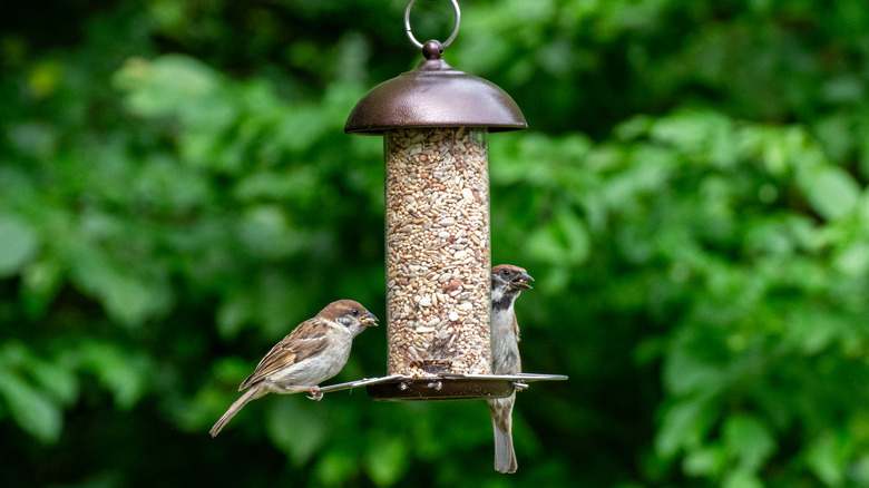 birds sitting on a birdfeeder