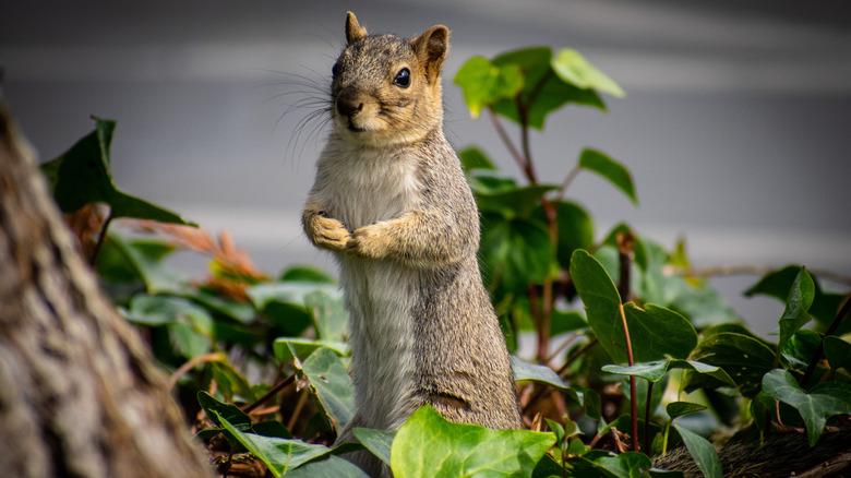 A squirrel looks toward the camera, surrounded by plants