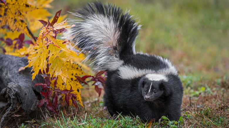 A skunk with its tail up walks by a branch with yellow leaves.