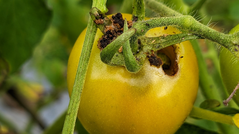 An unripe tomato has been damaged by a tomato fruitworm.